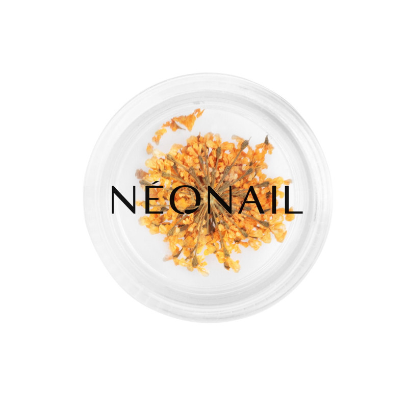 Dried flowers 03 - Orange Dried flowers 03 - Orange