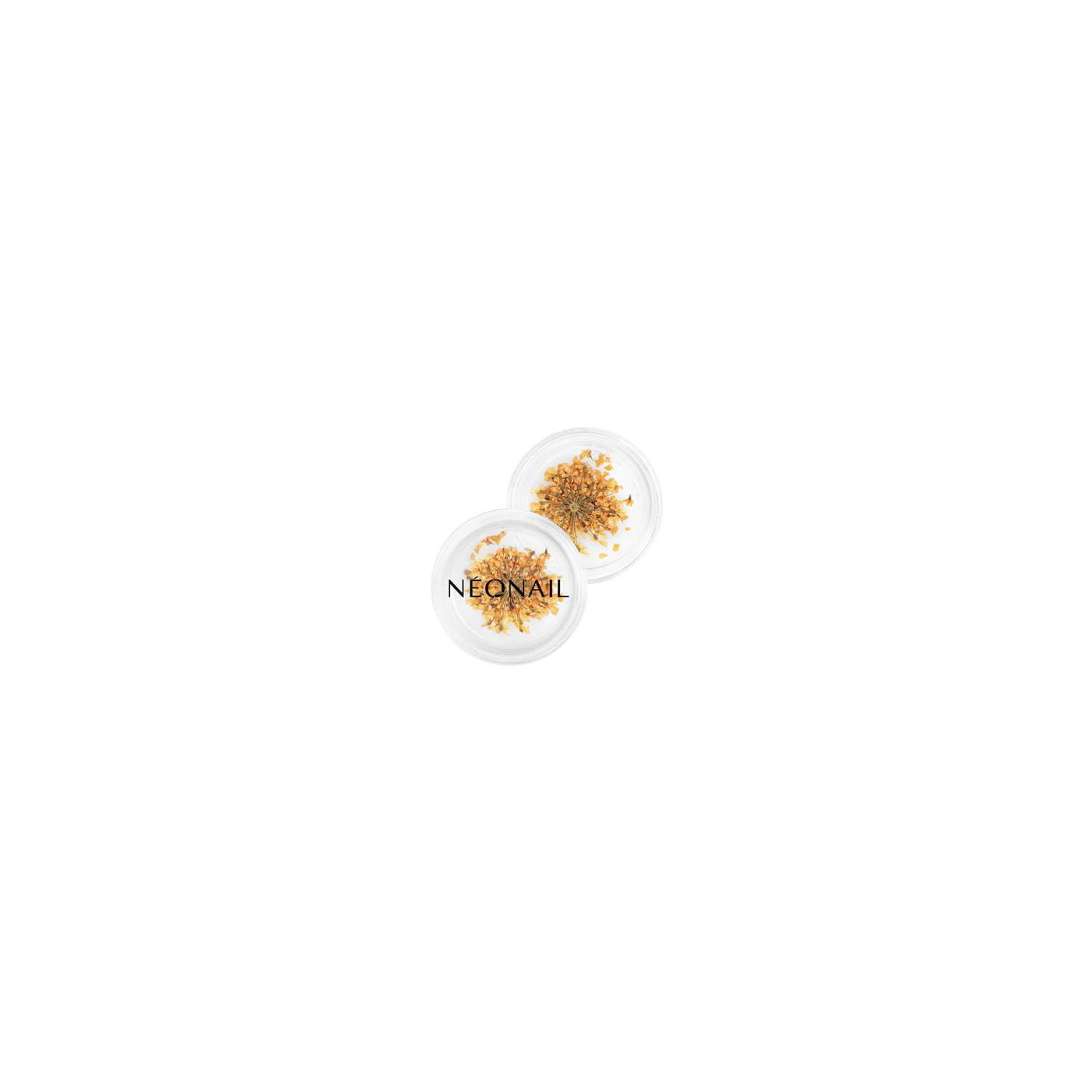Dried flowers 03 - Orange Dried flowers 03 - Orange