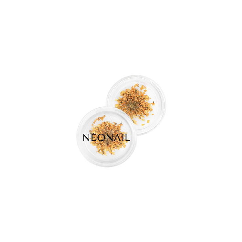 Dried flowers 03 - Orange Dried flowers 03 - Orange
