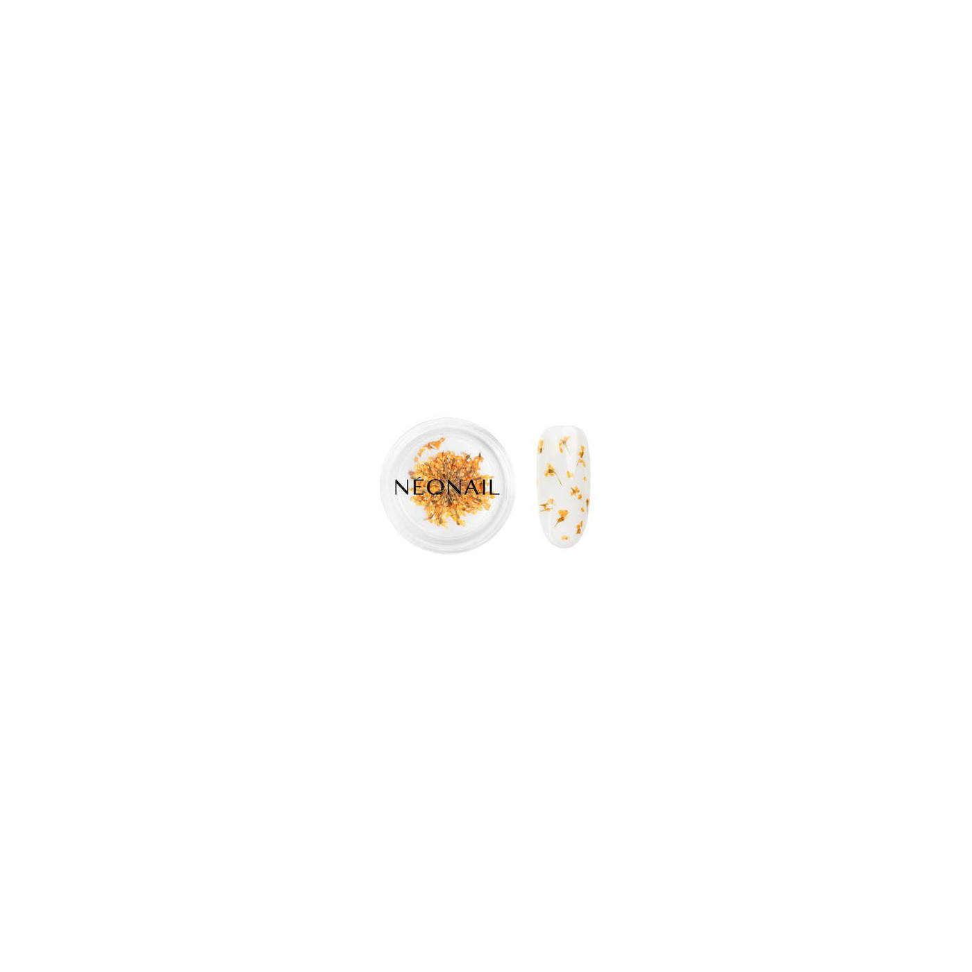 Dried flowers 03 - Orange Dried flowers 03 - Orange