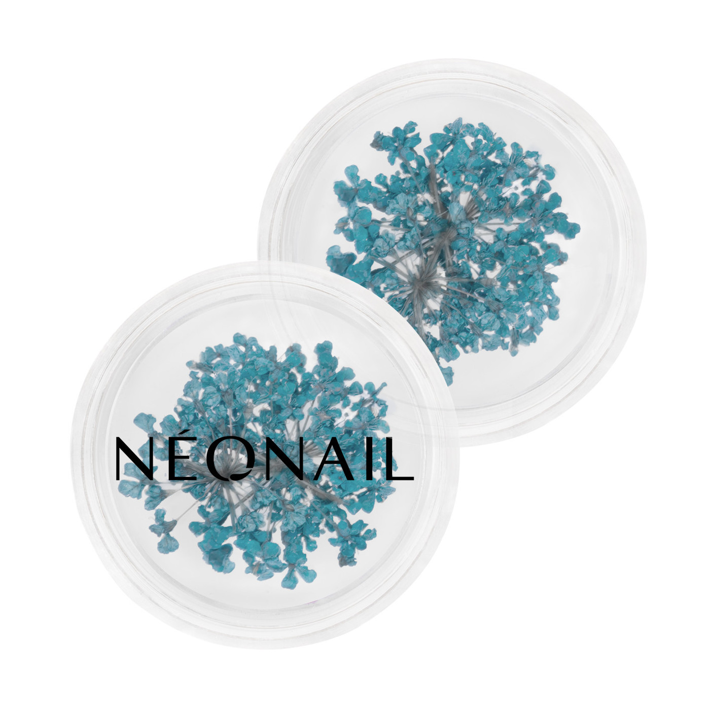 Dried flowers 05 - Turquoise