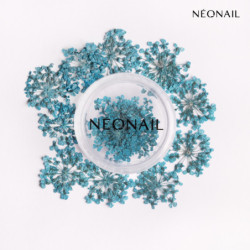 Dried flowers 05 - Turquoise