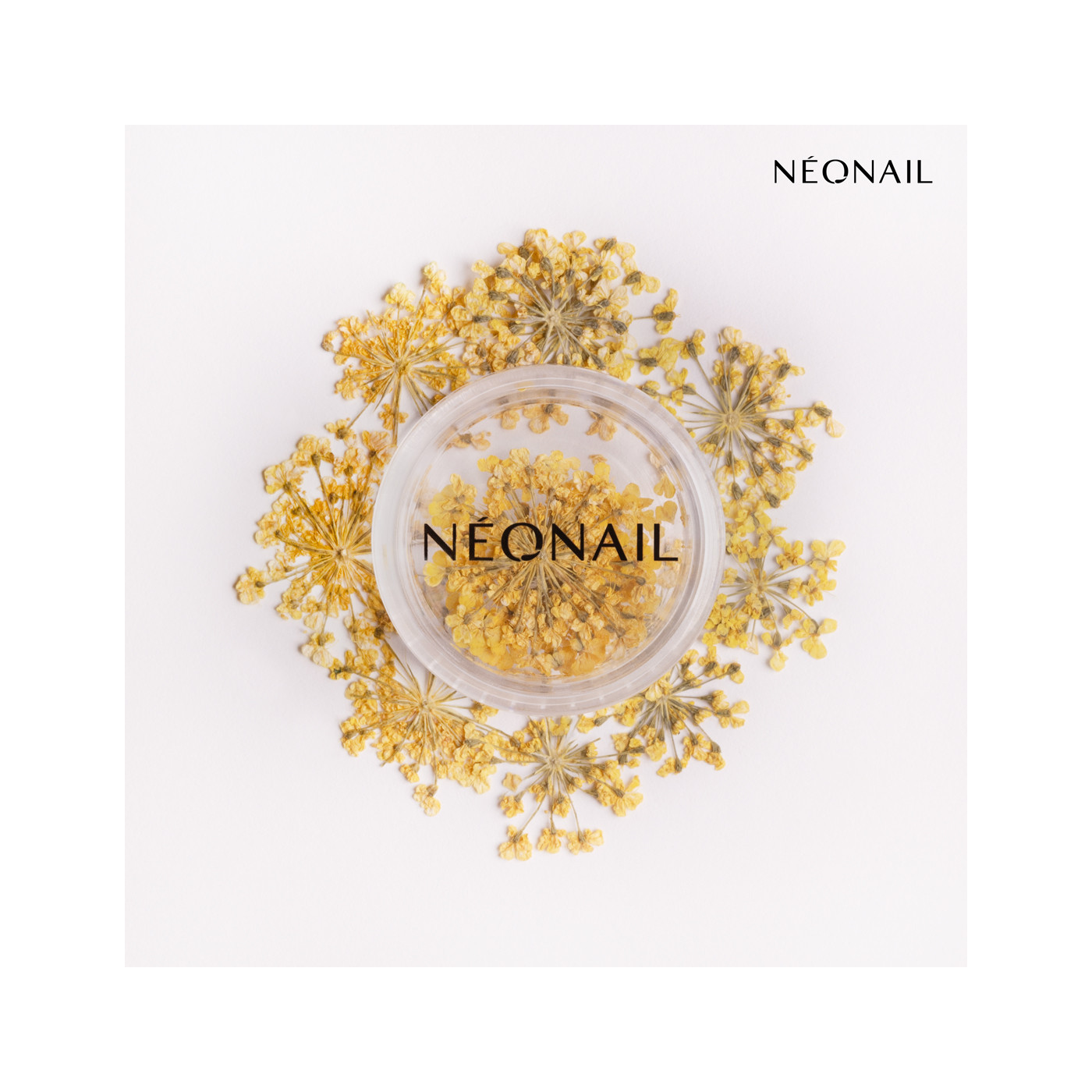 Dried flowers - 06 Violet