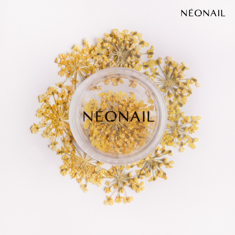 Dried flowers - 06 Violet