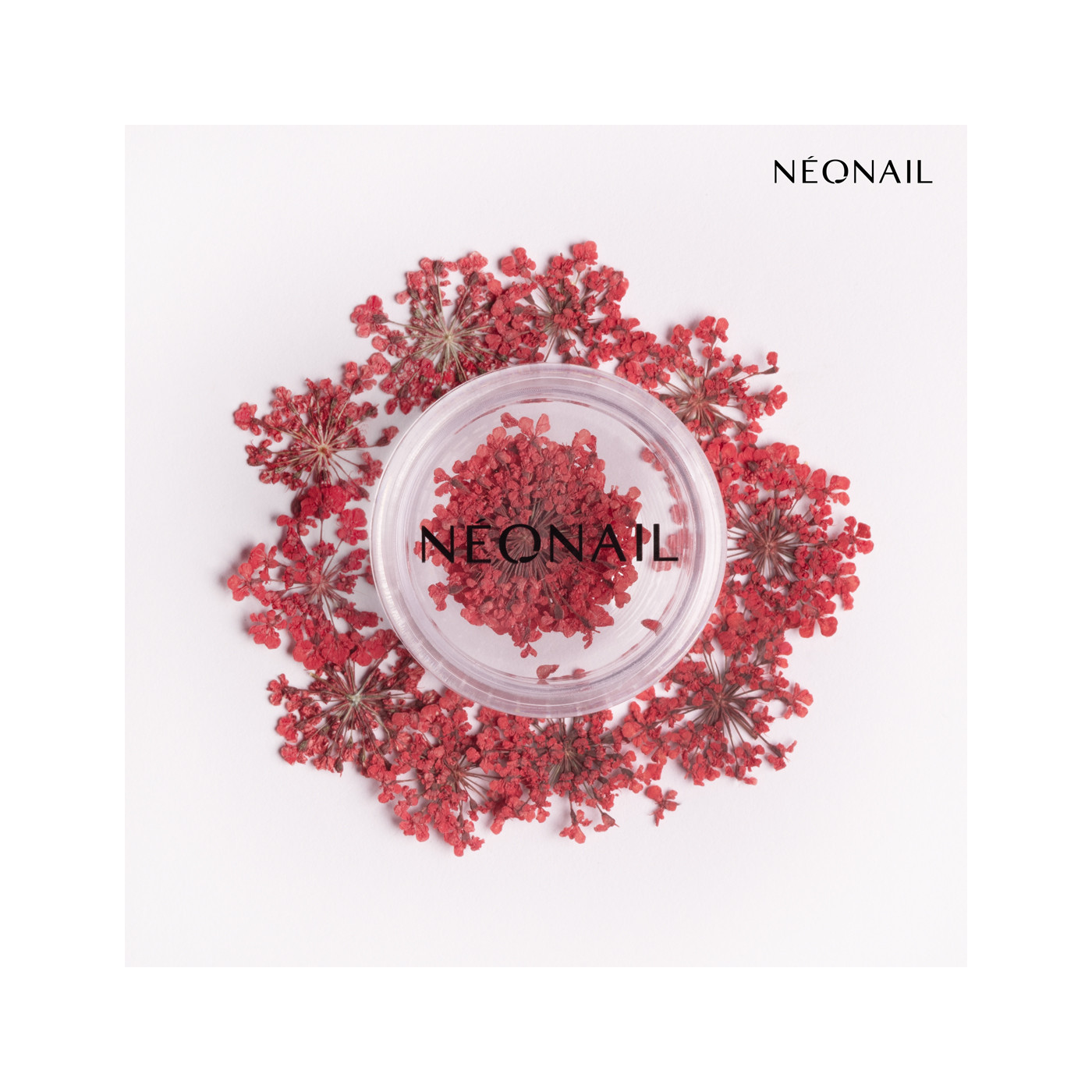 Dried flowers 08 - Red